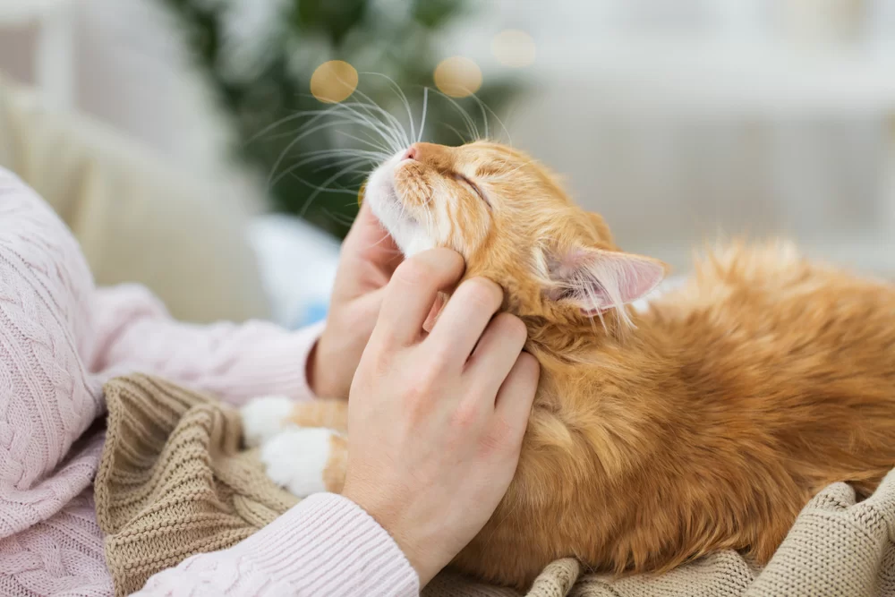 Cómo cuidar un gato en casa: cuidados básicos, higiene y señales de alerta
