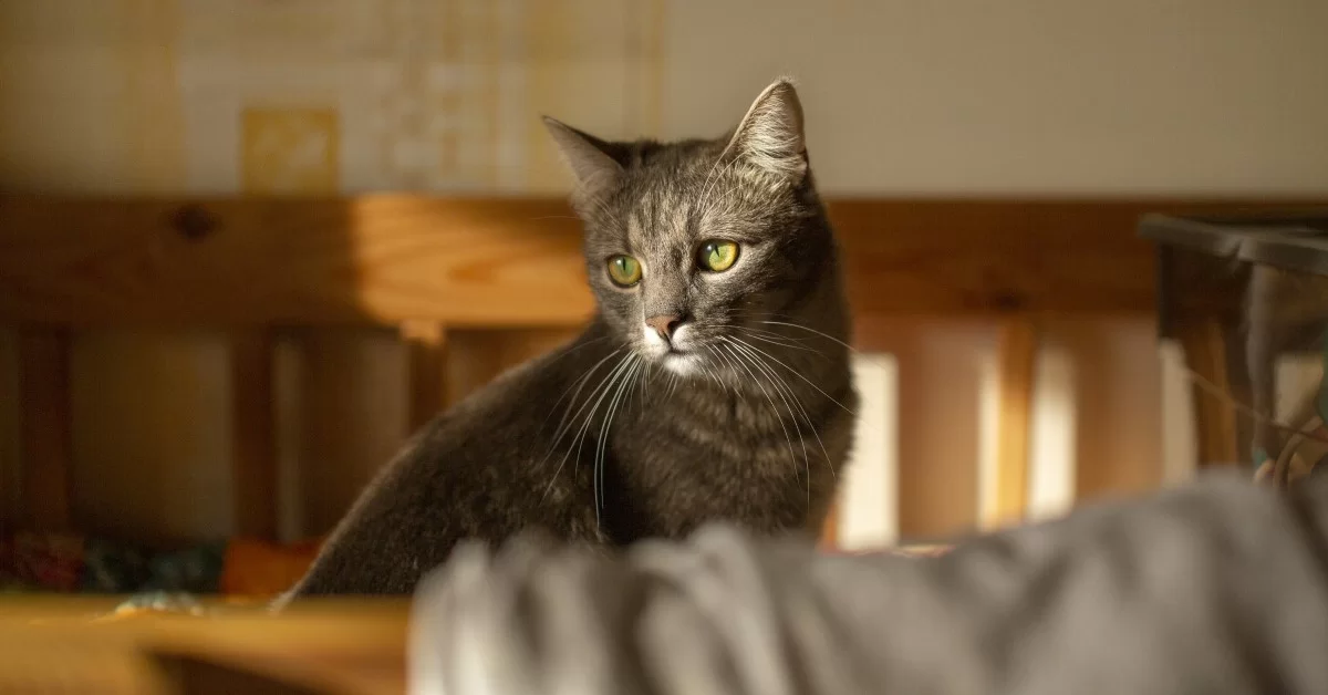 Hernia en gatos: síntomas, tipos y cómo saber si tu gato tiene una hernia