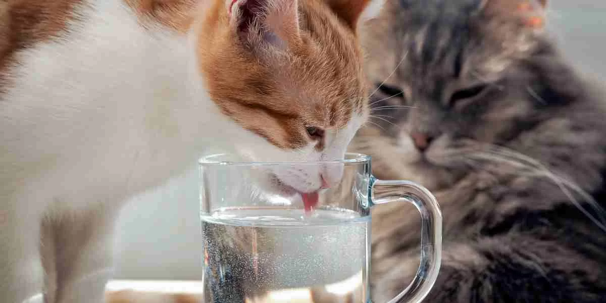 gatostomanagua.jpg