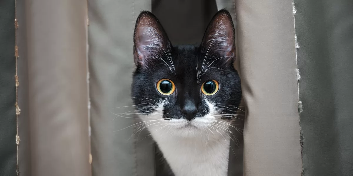 gato4.jpg