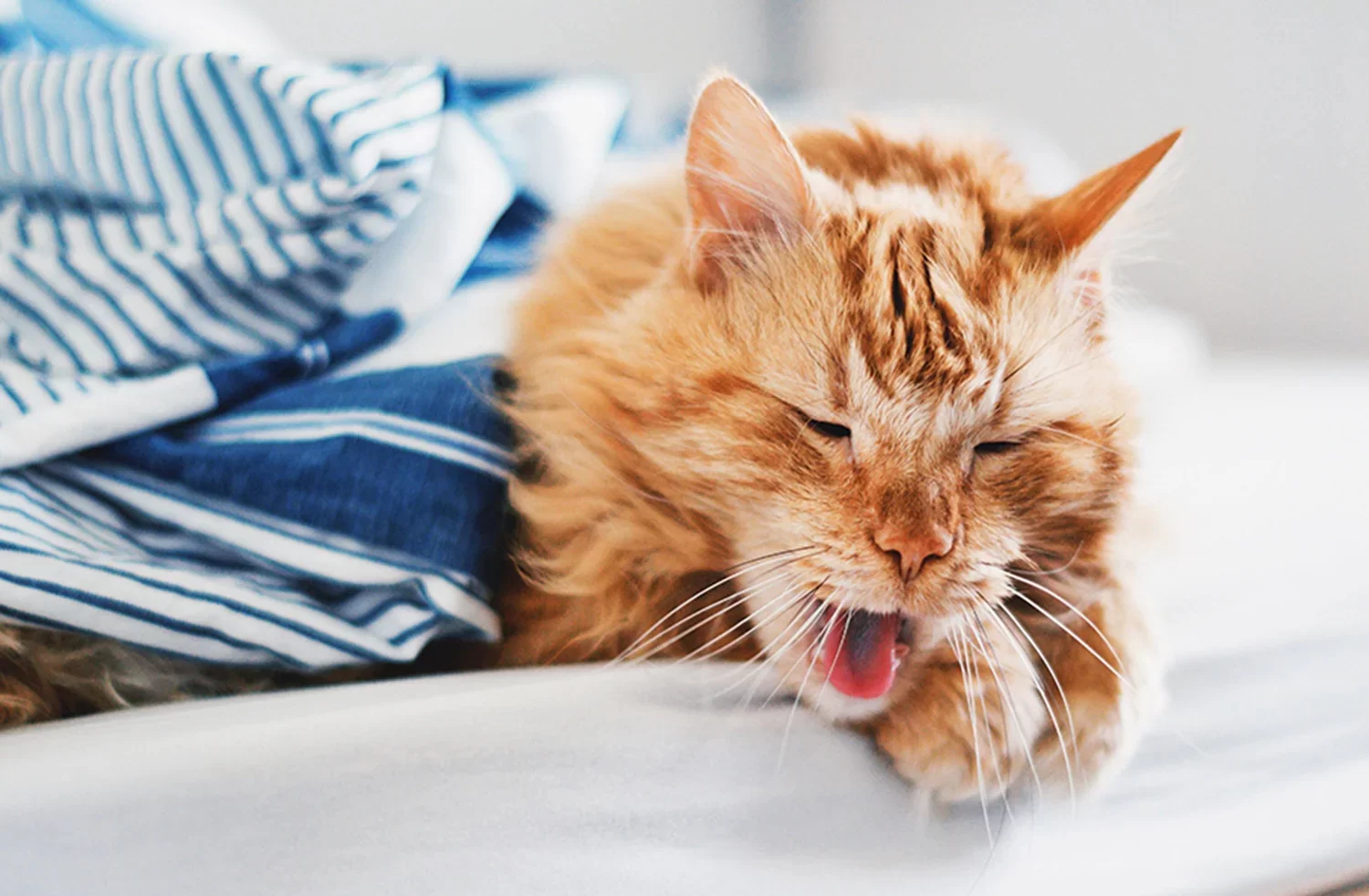 Por qué mi gato estornuda mucho (causas, señales de alerta y qué hacer)