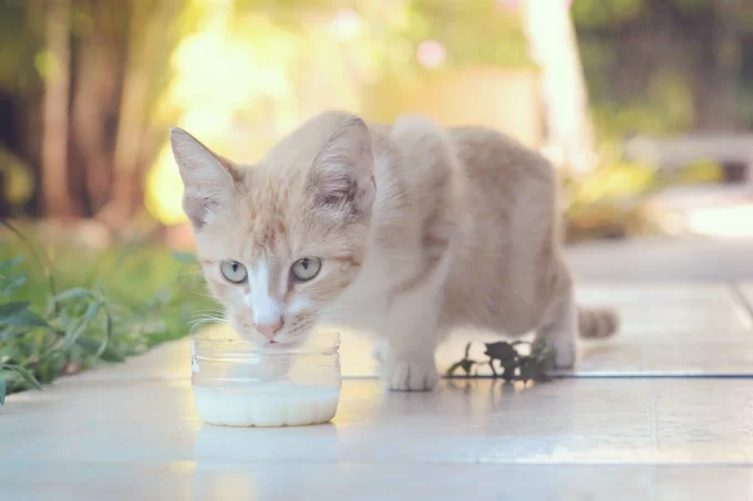 gatotomaleche.png