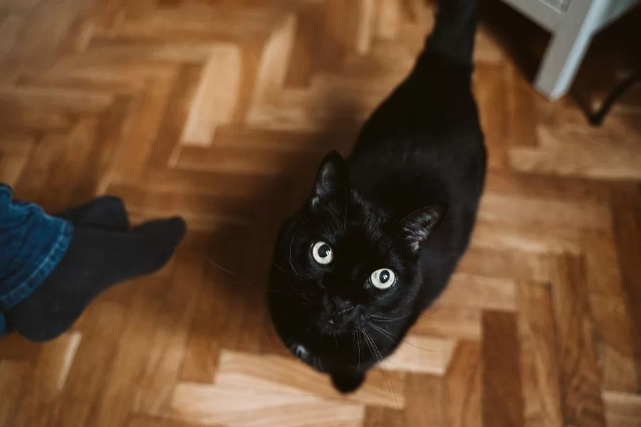 gato1.jpg