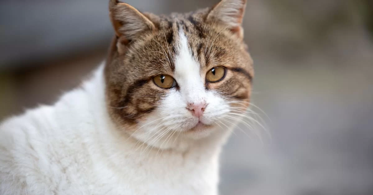 gato2.jpg