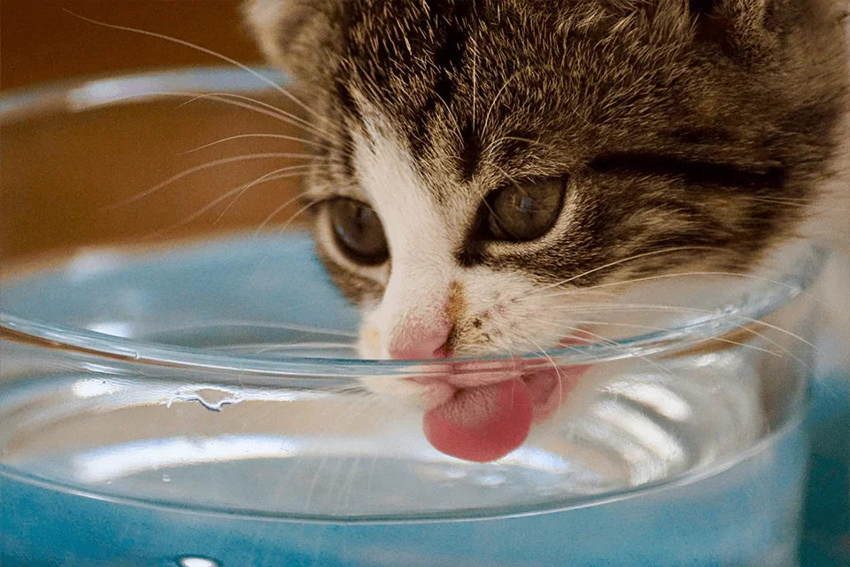 Qué pueden tomar los gatos: agua, leche y cómo mejorar su hidratación