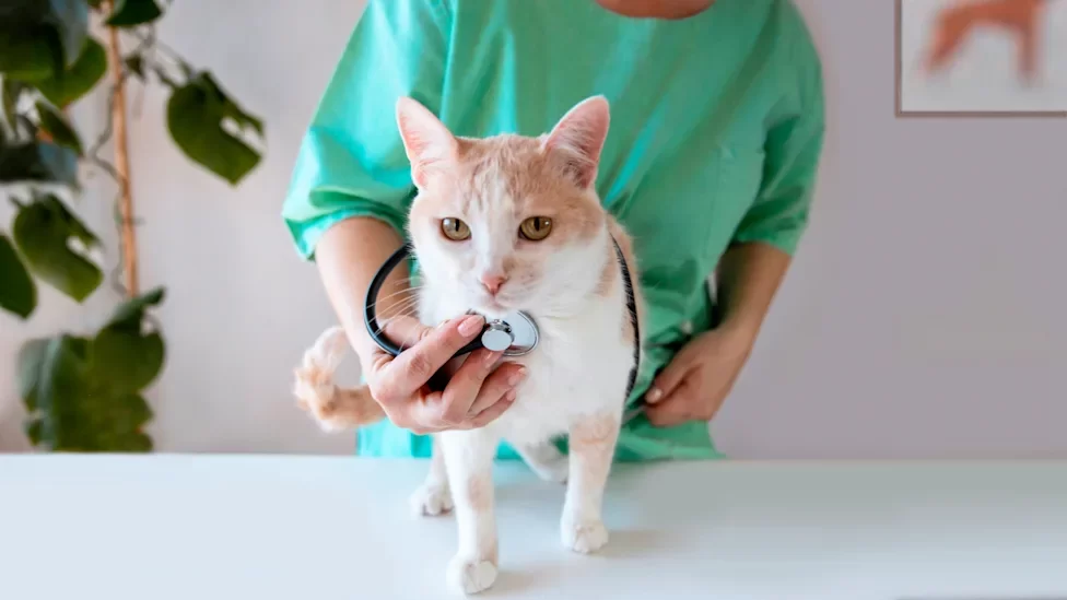 gatosinenergía.webp