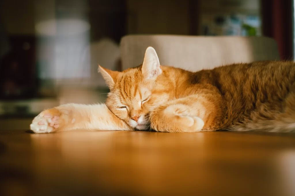 gatoagotado.jpg