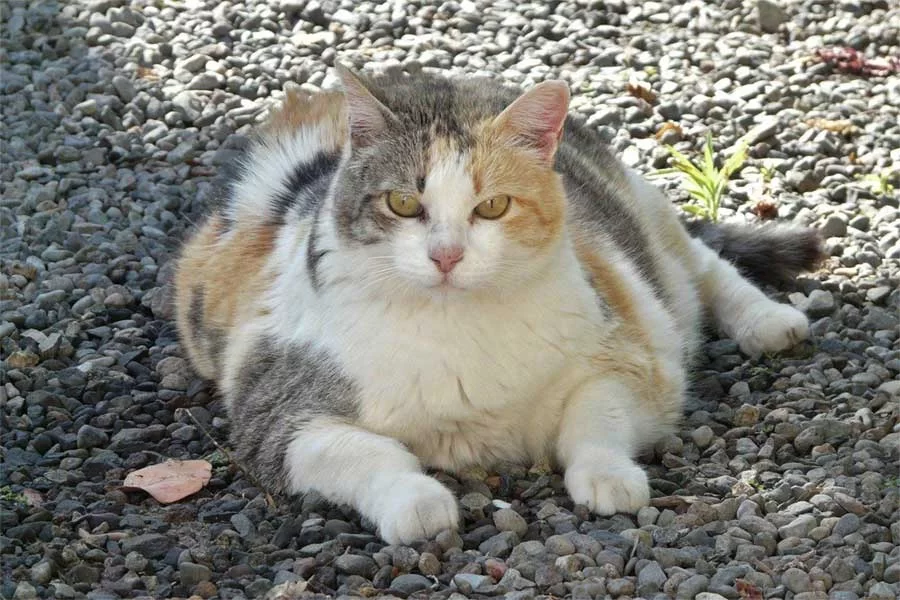 Síntomas de enfermedad cardíaca en gatos