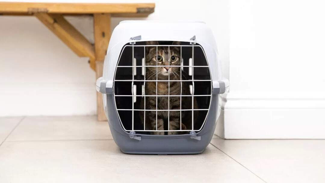 ¿Qué vacunas necesita mi gato? Tipos y efectos secundarios