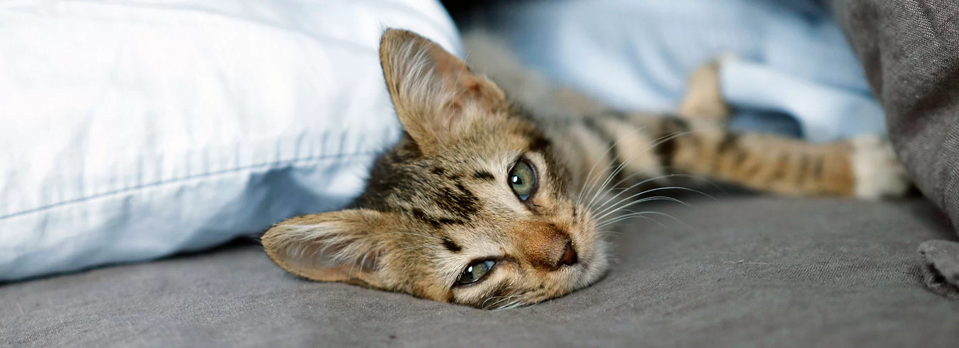 Todo lo que debes considerar antes de tener un gato