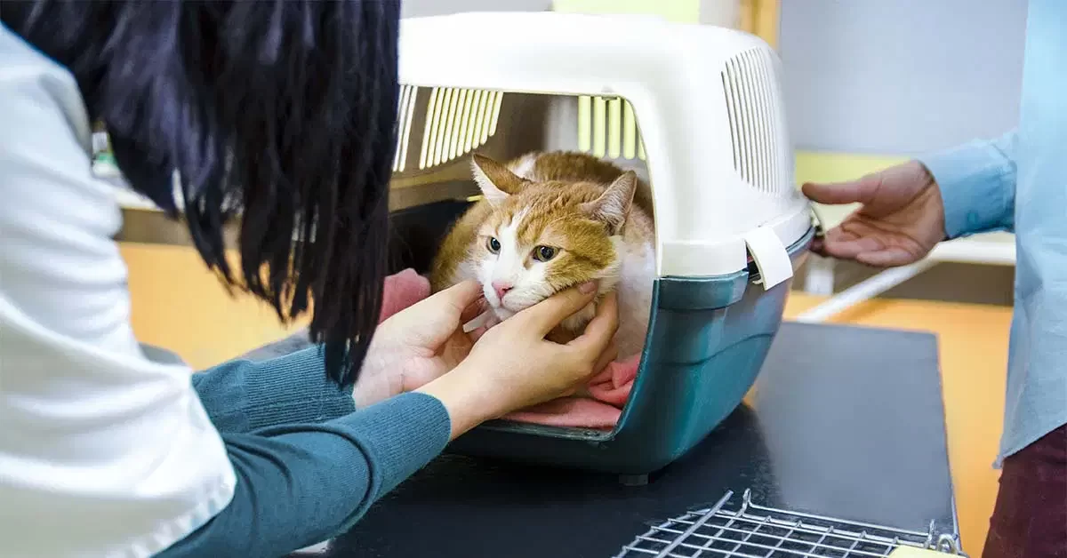 gatovet.webp