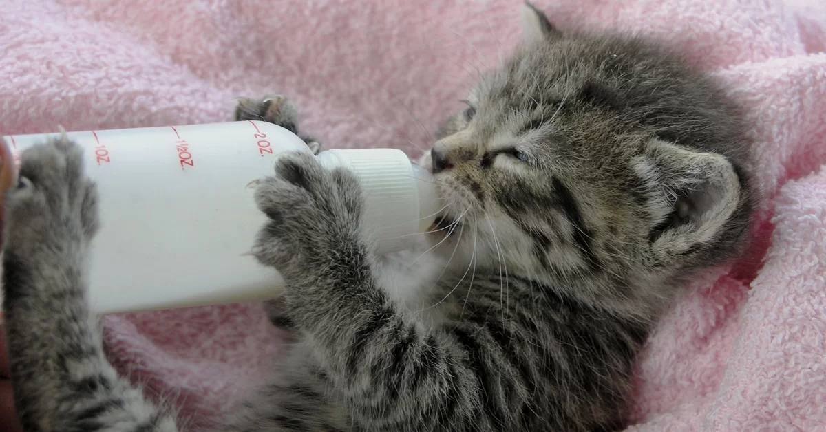 alimentargatito.jpg