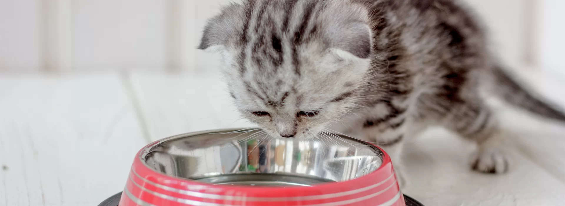Qué debe contener la comida ideal para un gato sano