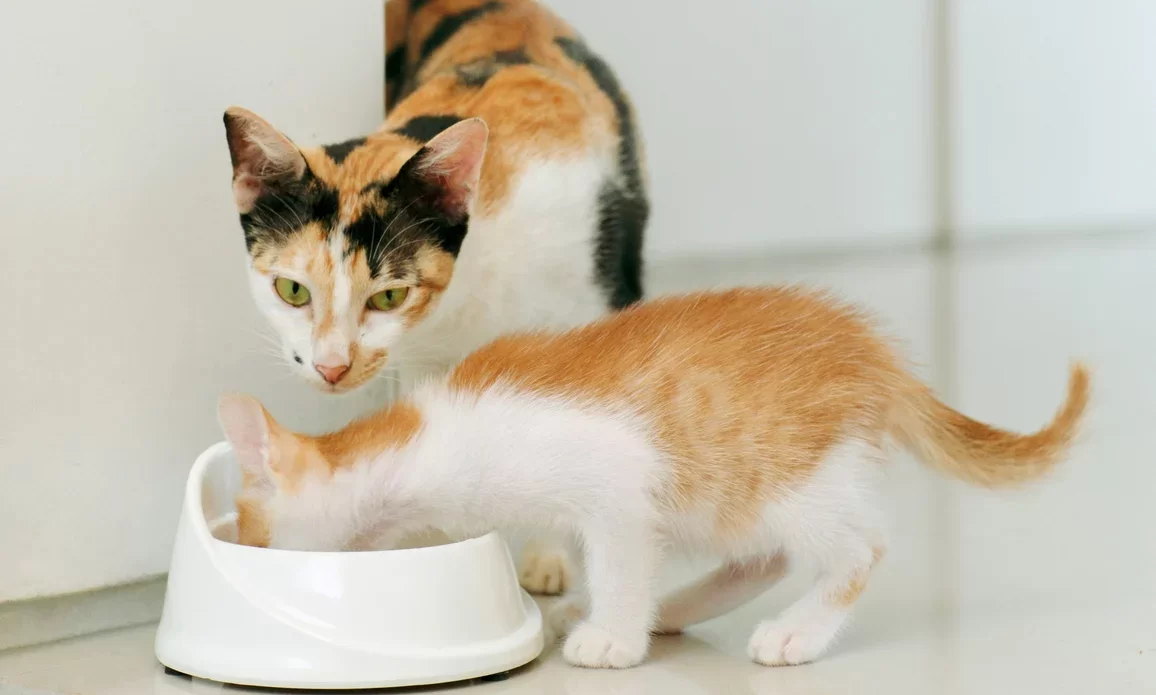 alimentargatosbebé.webp