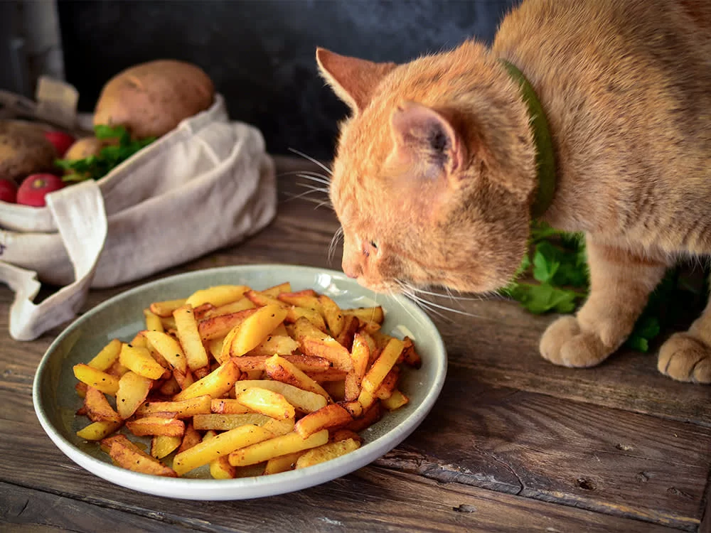 ¿Los gatos pueden comer papa? Riesgos y preparación segura