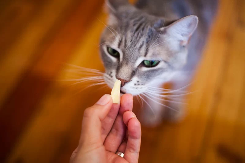 gatocomequeso.jpg