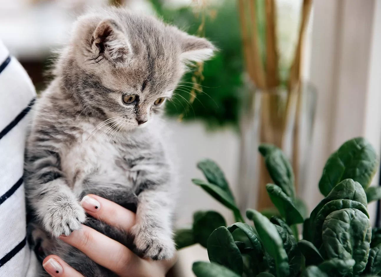 ¿Los gatos pueden comer espinaca? Riesgos y consejos