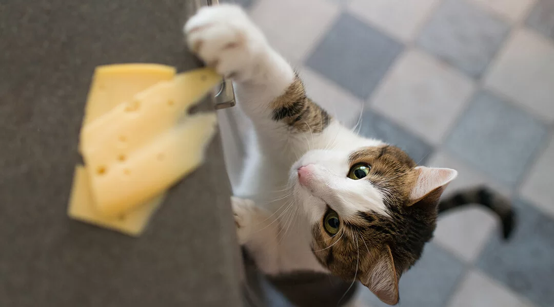 ¿Pueden los gatos comer queso? Riesgos y consejos útiles
