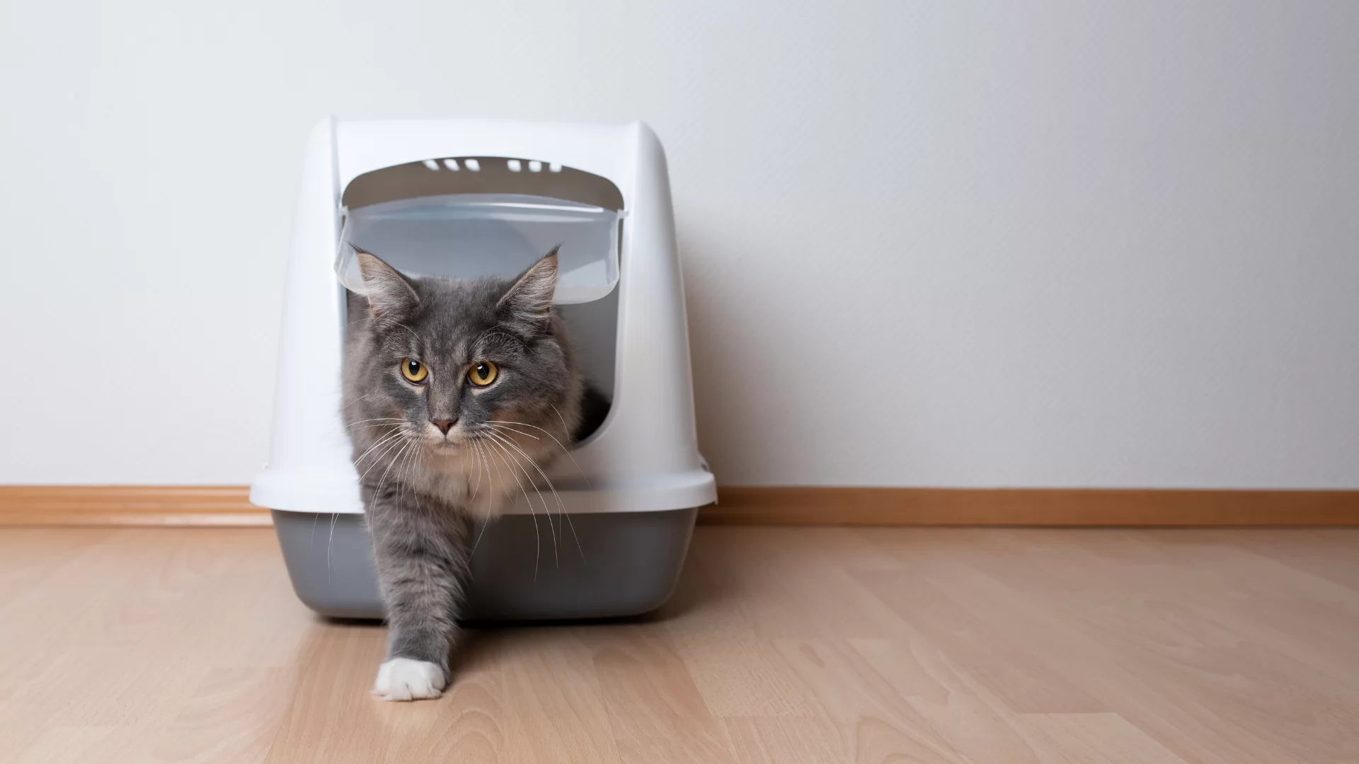 Cada cuánto cambiar la arena del gato y cómo limpiarla