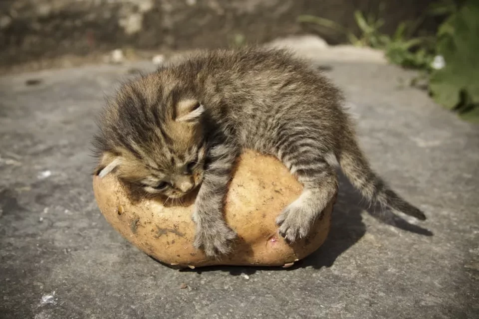 gatoypapa.webp