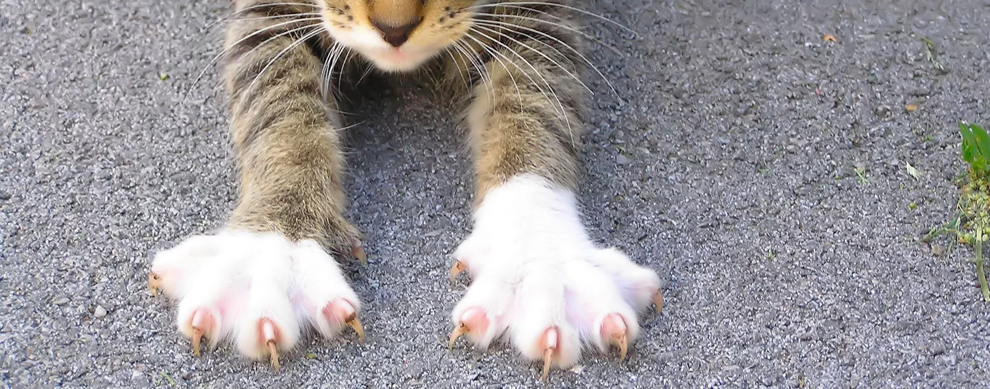 Cómo cortarle las uñas a mi gato: frecuencia, señales y seguridad