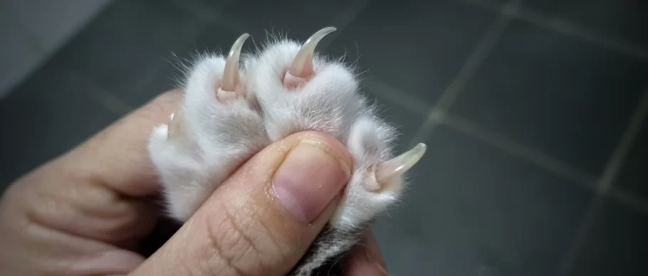 uñasgato.jpg