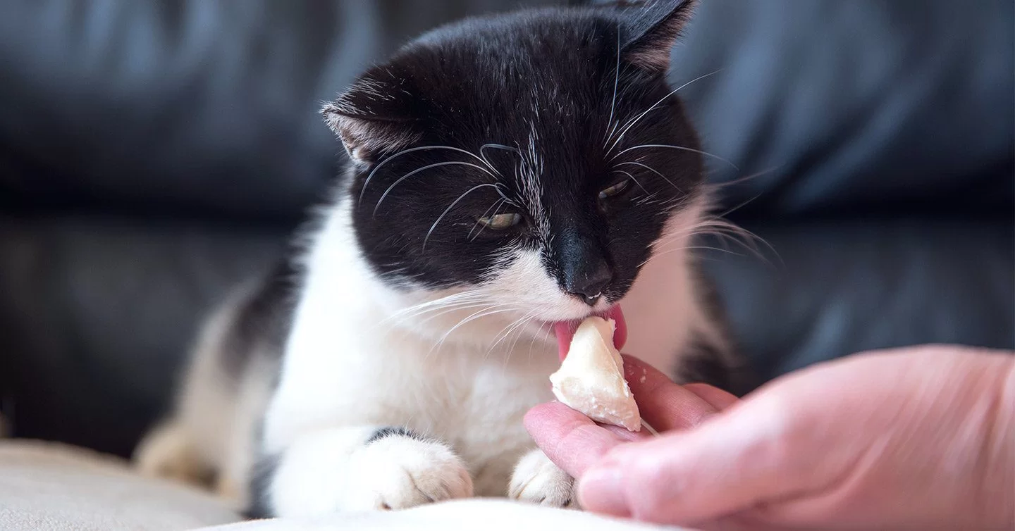 elquesoleshacedañoalosgatos.jpg