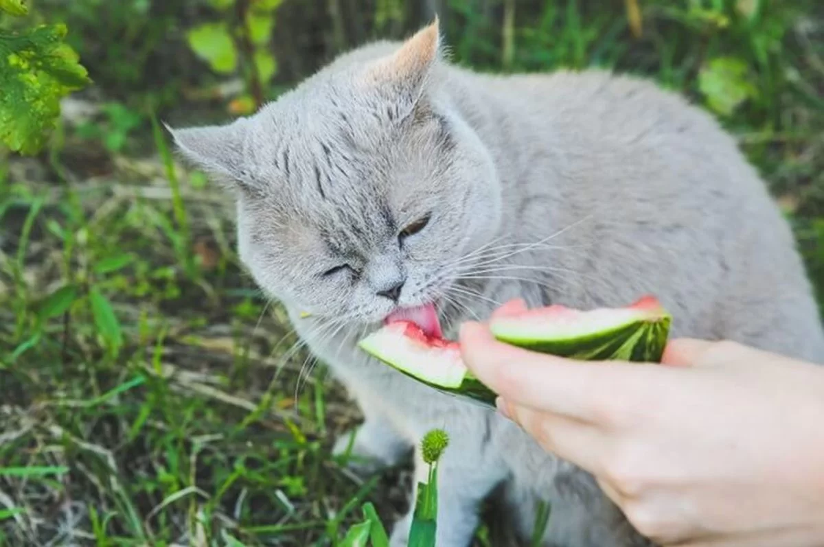 ¿Pueden los gatos comer sandía?