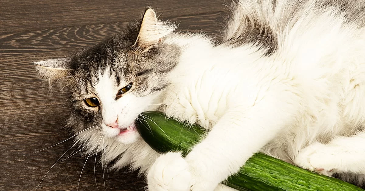 ¿Los gatos pueden comer pepino? Riesgos y beneficios