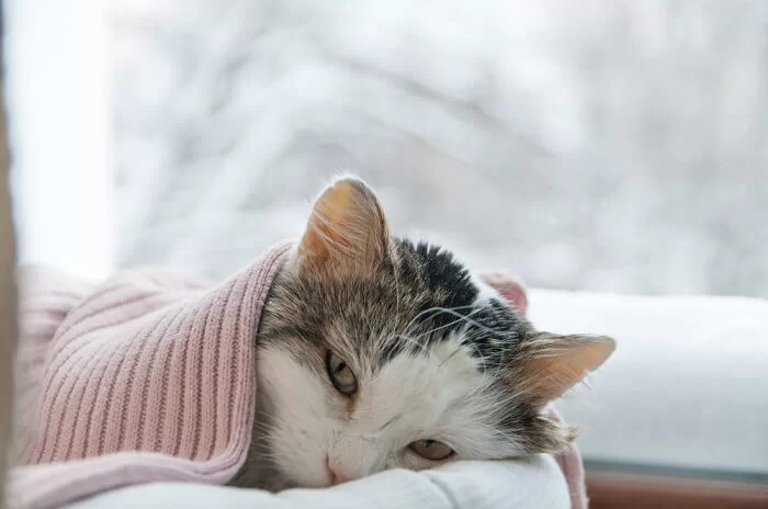 gatoenfermo2.jpg