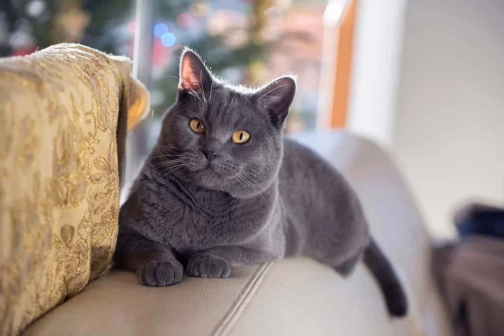 Síntomas de gato enfermo: señales de alerta, cuándo preocuparse y cuándo ir al veterinario