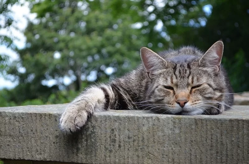 Obstrucción uretral en gatos: urgencia veterinaria