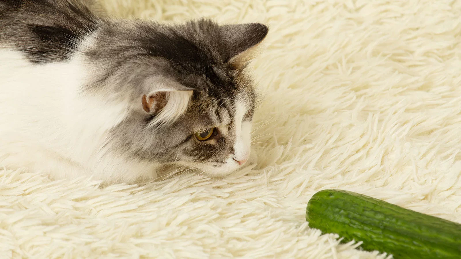 losgatospuedencomerpepino2.webp