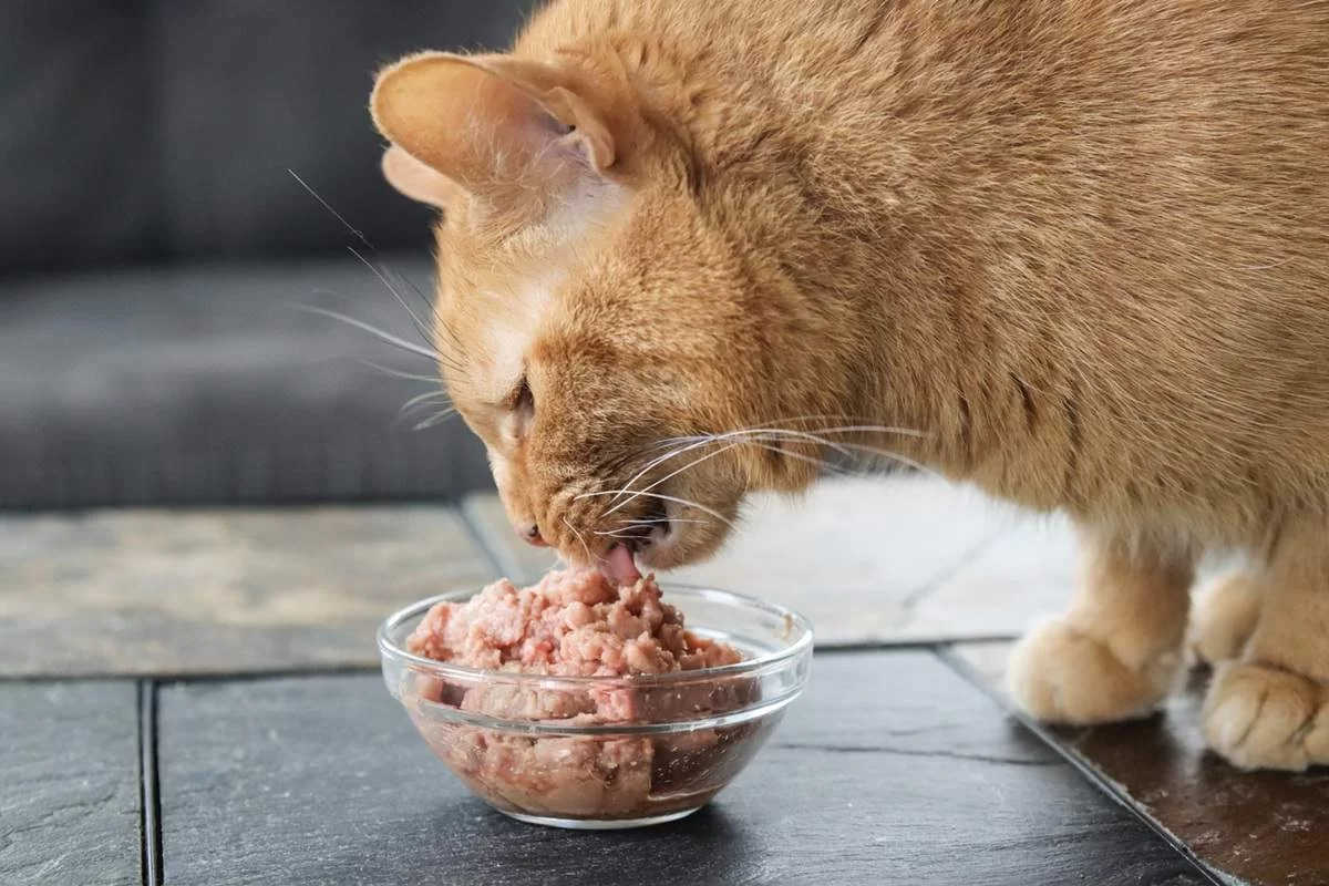 ¿Cuánta comida húmeda al día necesita tu gato?