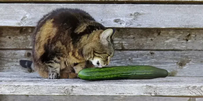 losgatospuedencomerpepino.webp