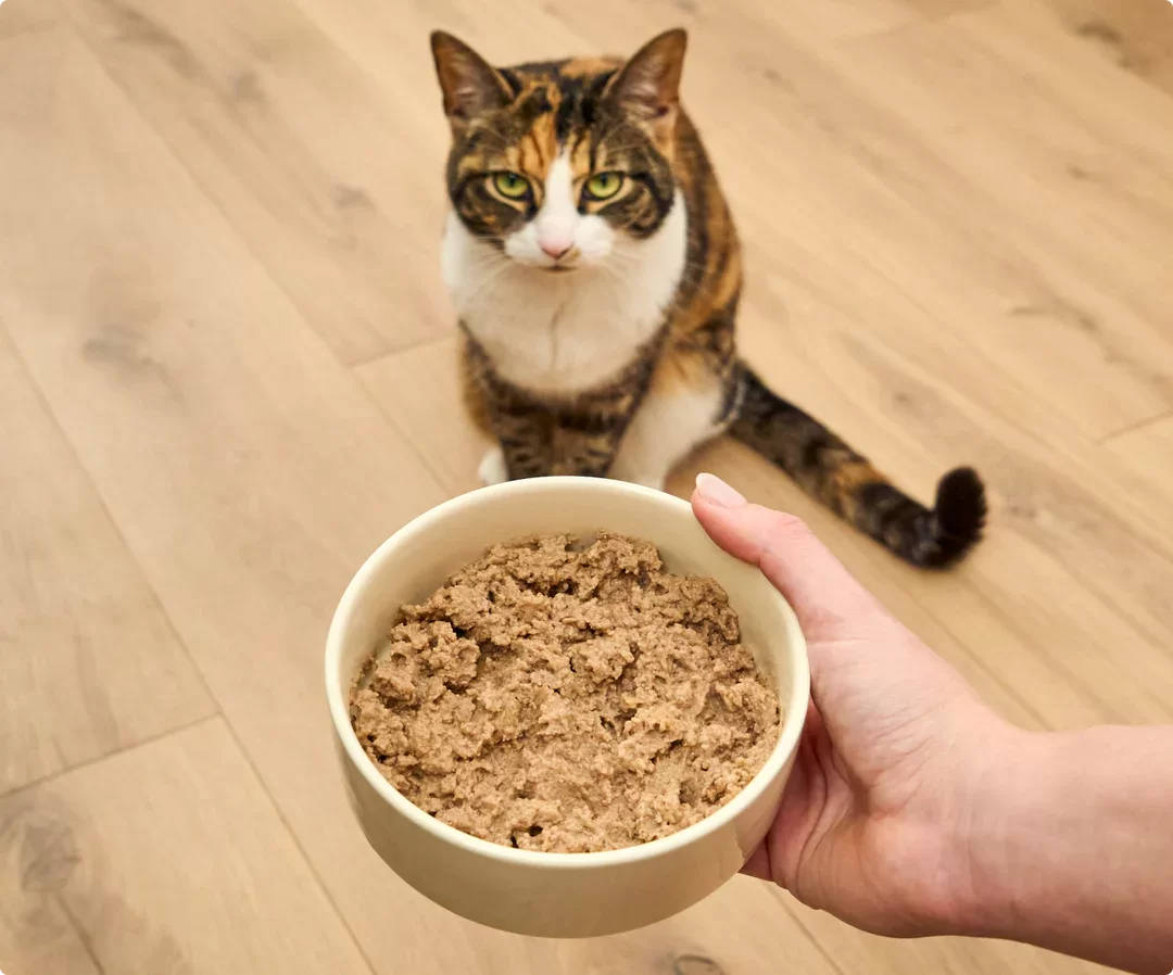 gatocomecomidahumeda.webp