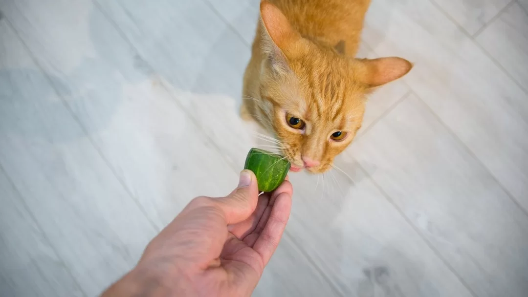 elpepinoesmaloparalosgatos.jpg