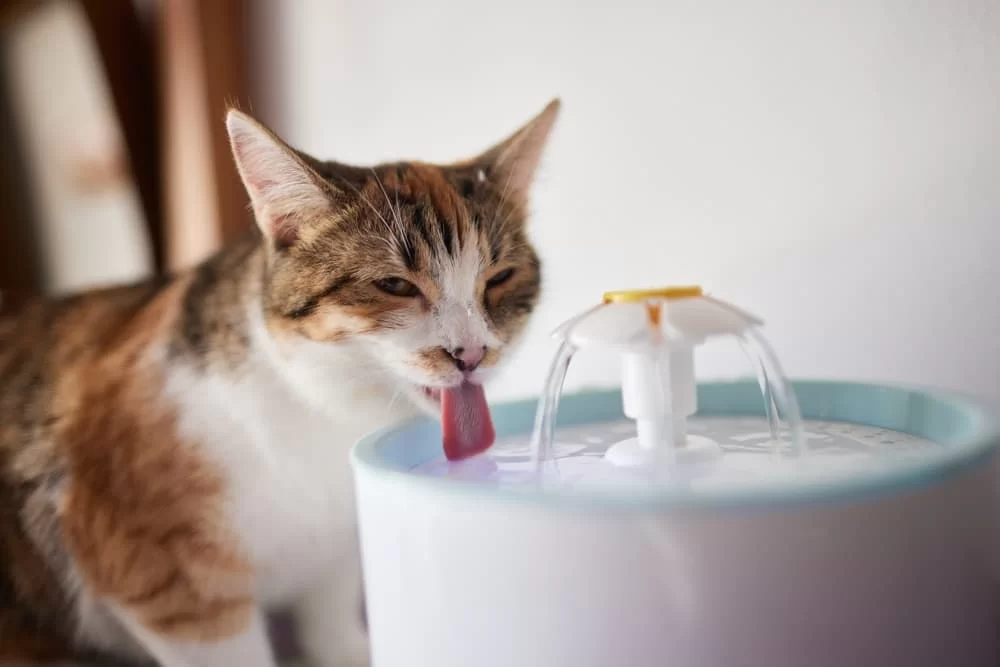 gatotomamuchaagua.jpg