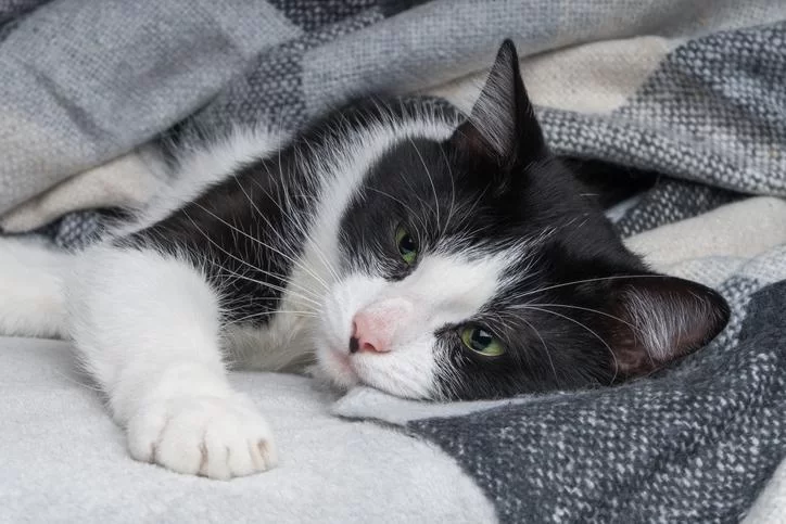 gatodesanimado.jpg