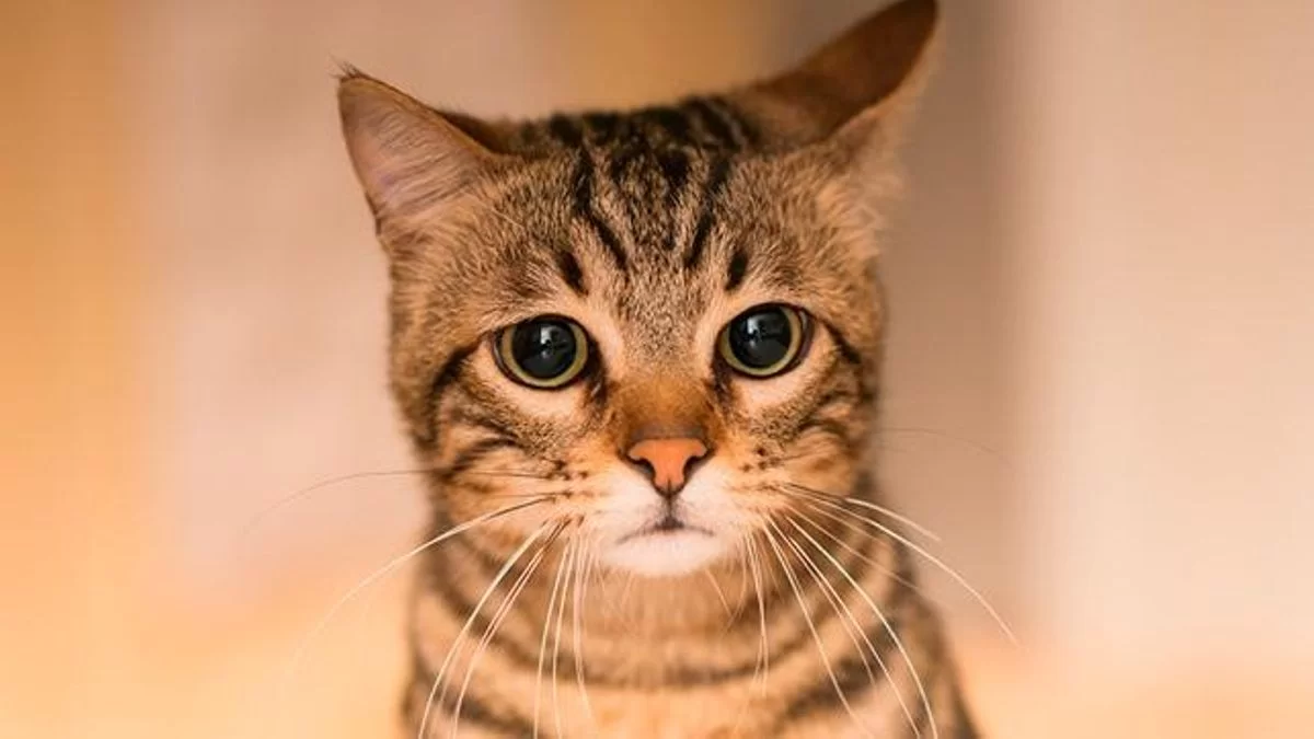 Estreñimiento en gatos: causas, síntomas y cuándo actuar
