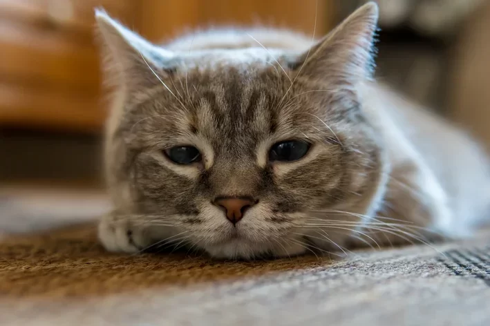 gatodesanimado2.webp