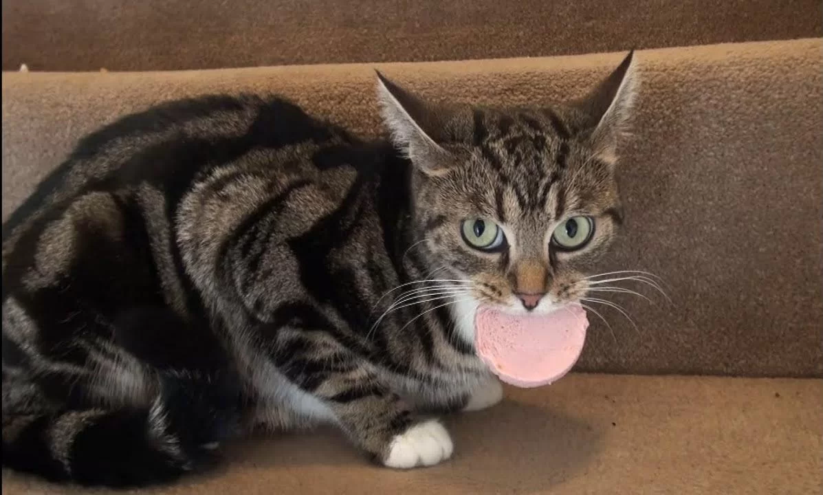¿Los gatos pueden comer salchicha? Riesgos y alternativas
