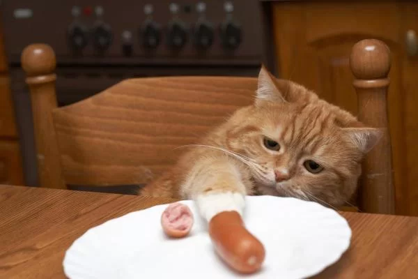 salchichapuedesermalaparalosgatos.jpg