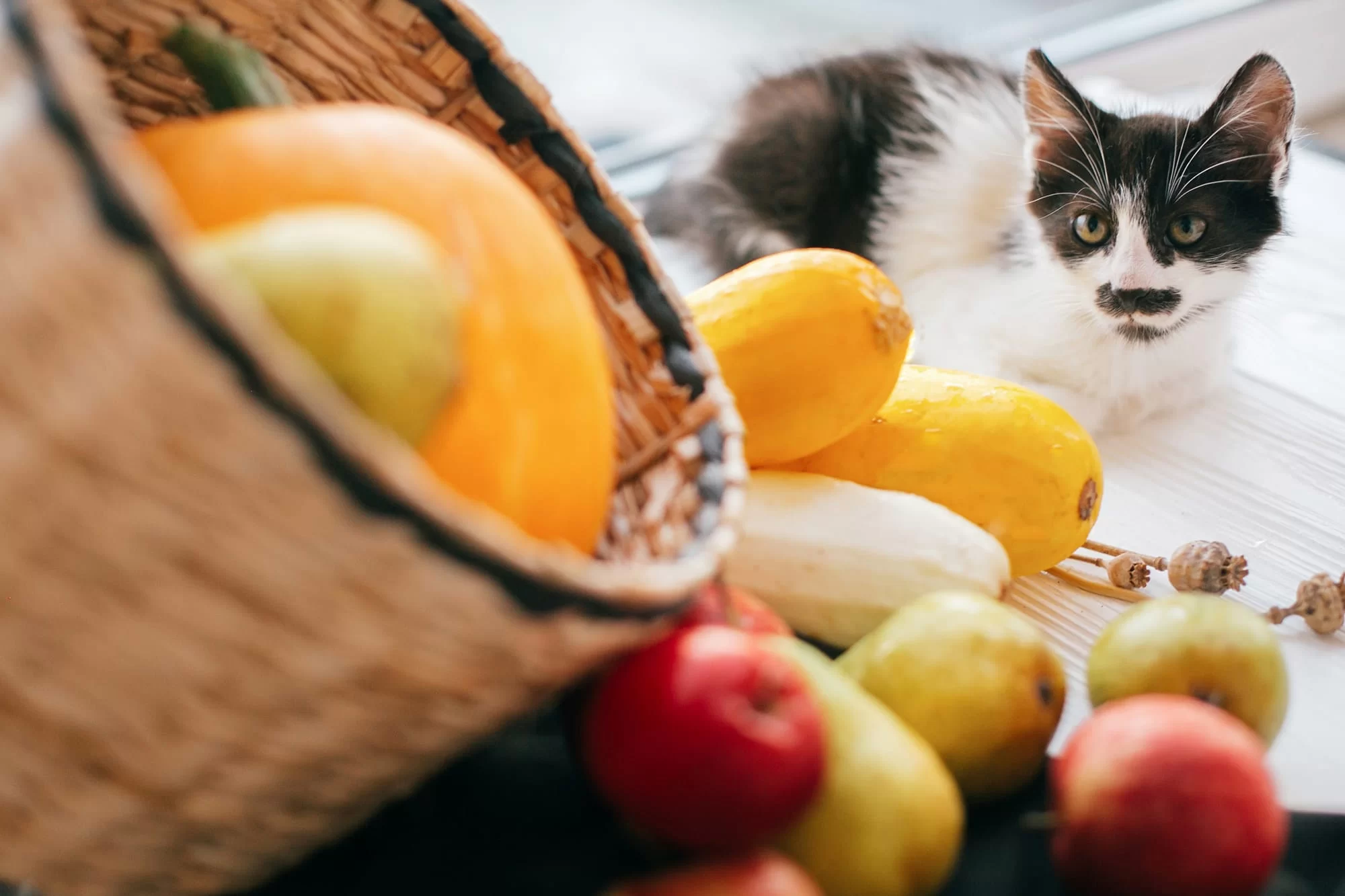 Guía completa: frutas que los gatos pueden y no pueden comer