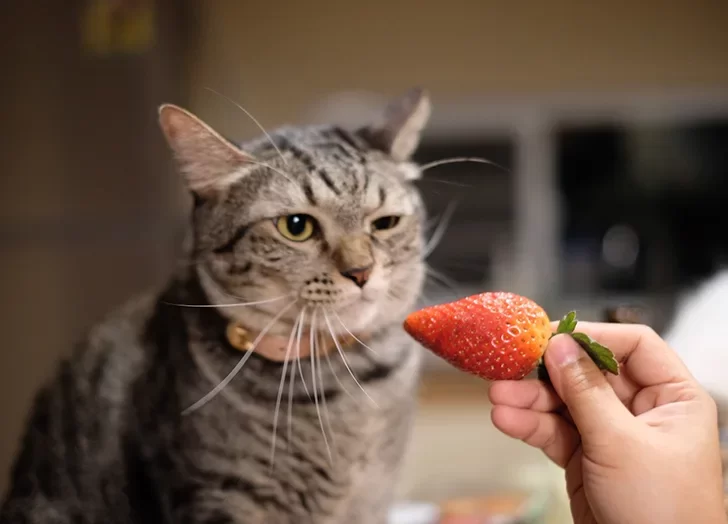 gatoscomenfresas.webp