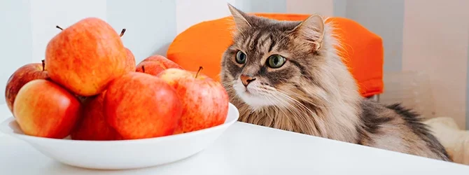 GATOSYFRUTAS.webp