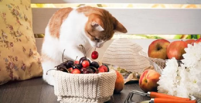 puedemigatocomerfrutas.jpg