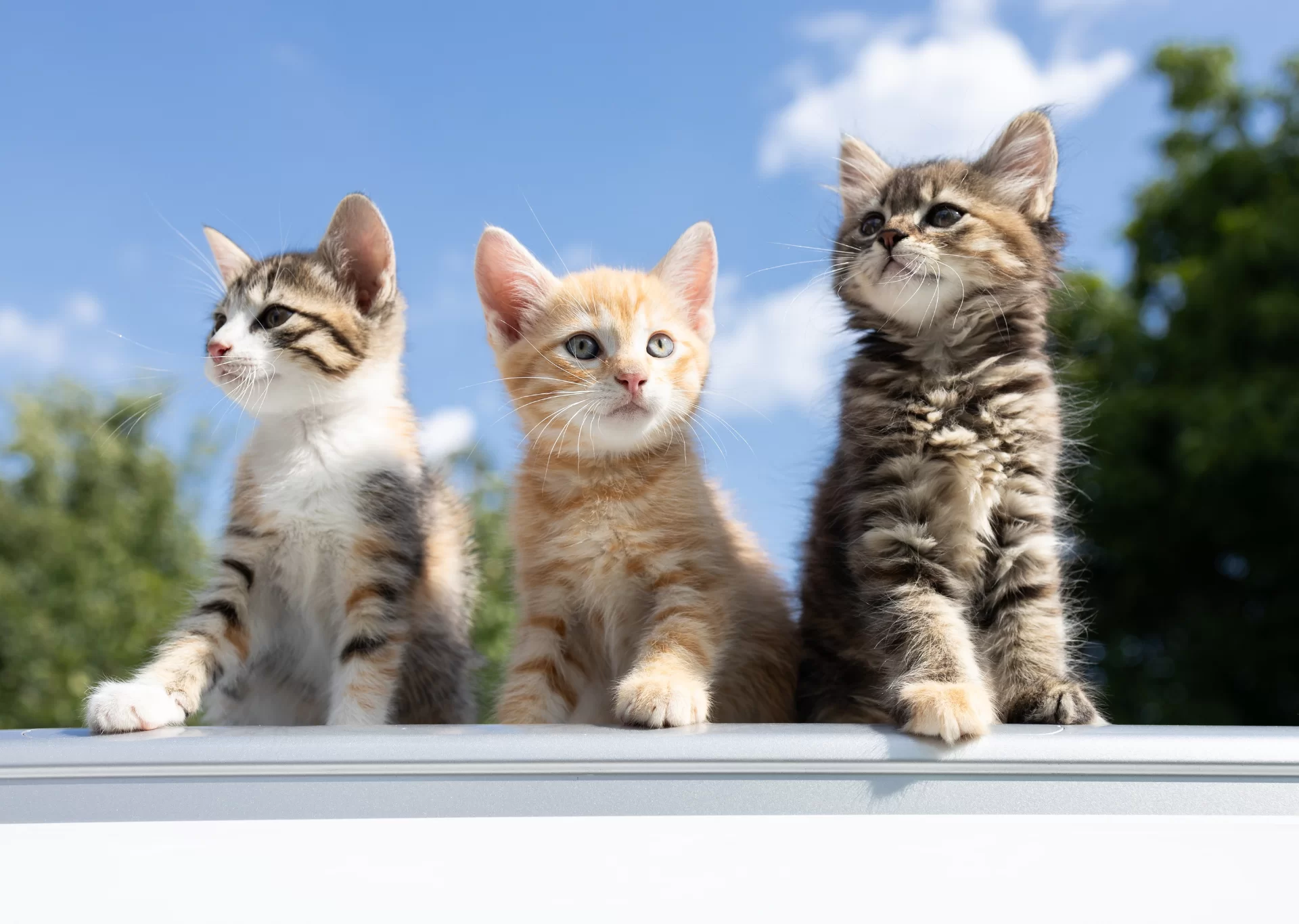 Gato macho o hembra: diferencias y cómo elegir según tus preferencias