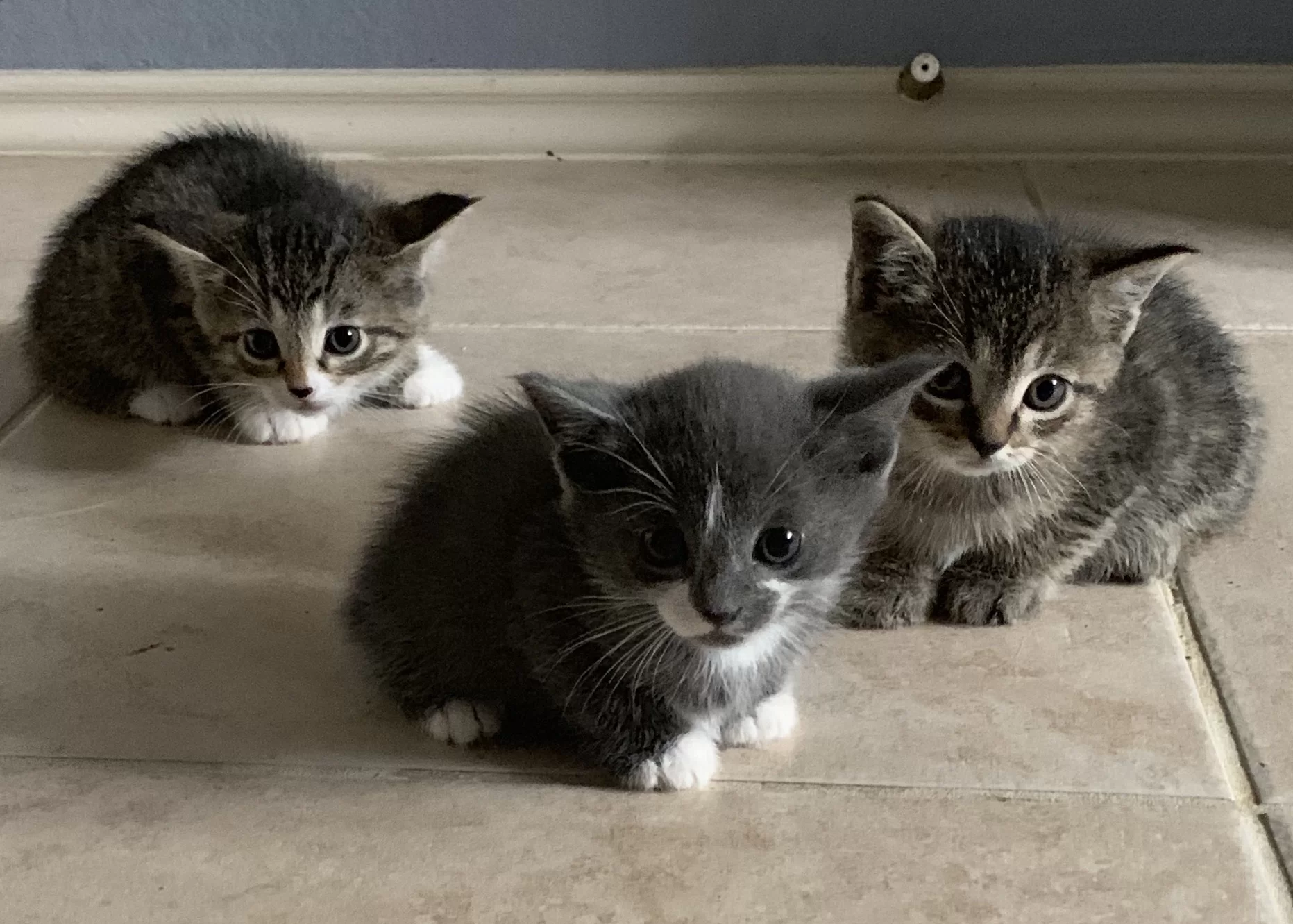 Quéventajastienenlasgatasolosgatos.jpg