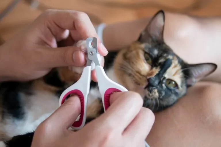 Cortar-las-unas-a-un-gato.webp